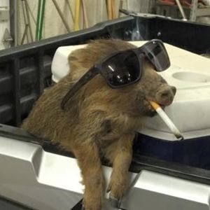 Meet your Posher, Harley